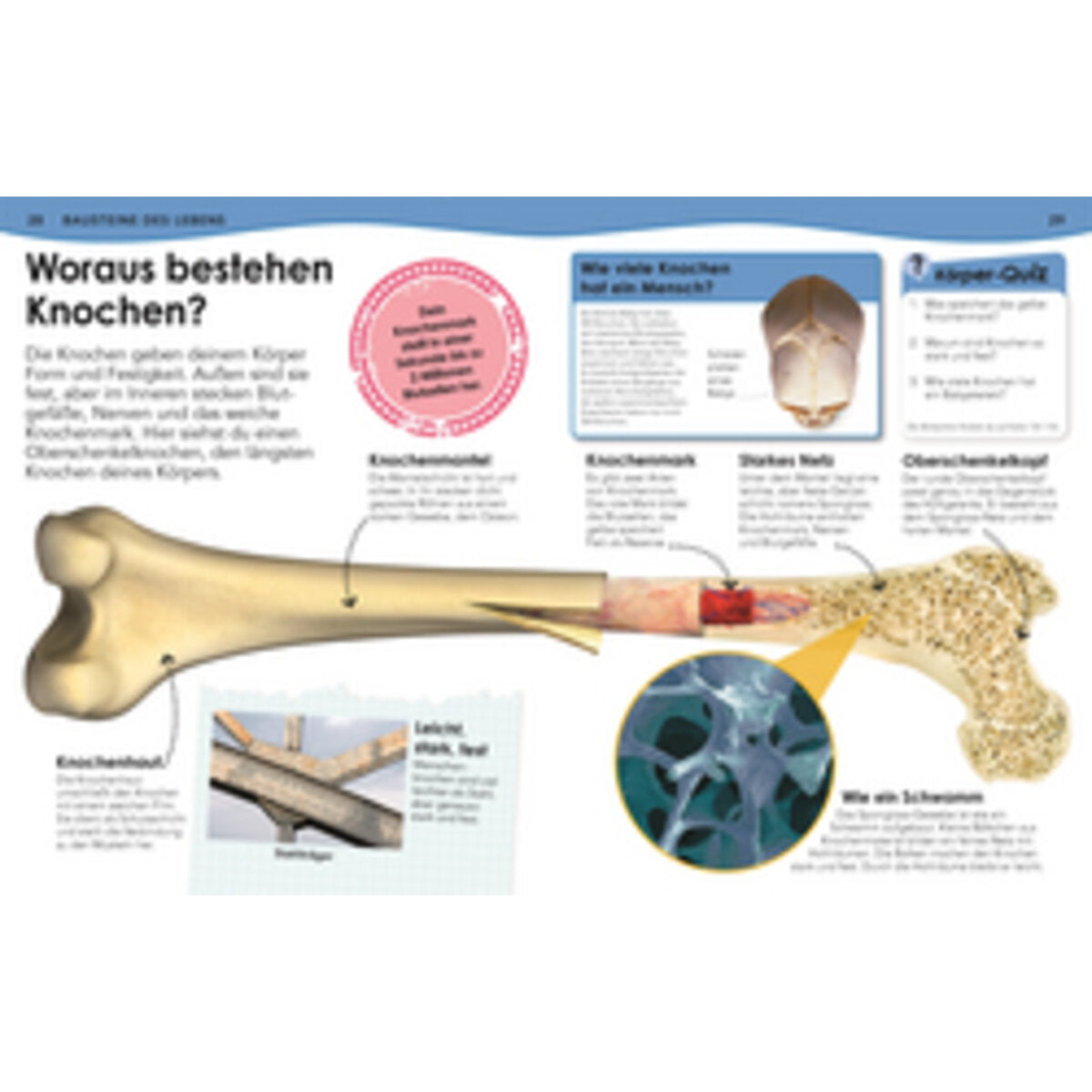 dk-verlag-weshalb-deshalb-koerper-735354E84.jpg