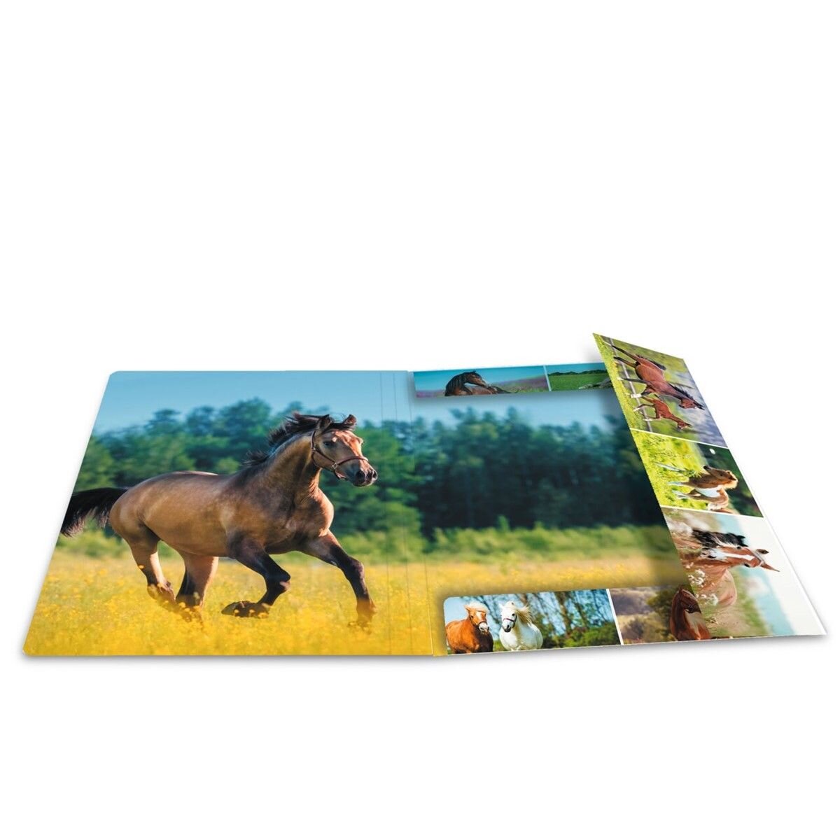 herma-sammelmappen-a4-karton-pferdewiese-2B06939A4.jpg