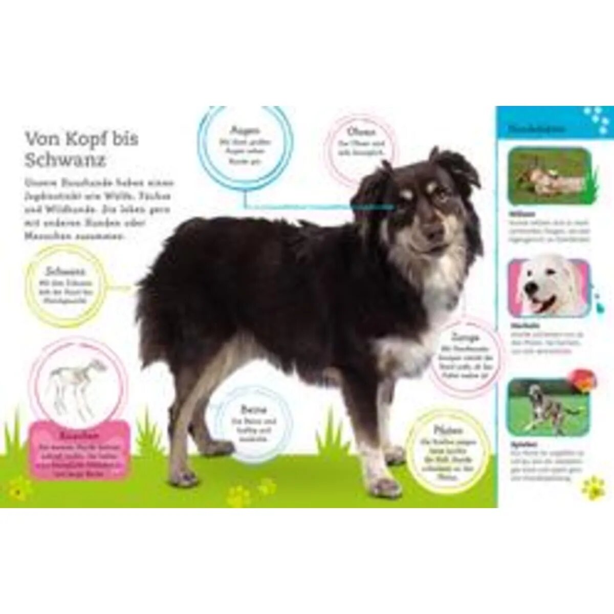 DK Verlag Alles über deinen Hund - So sorgst du für dein Lieblingstier