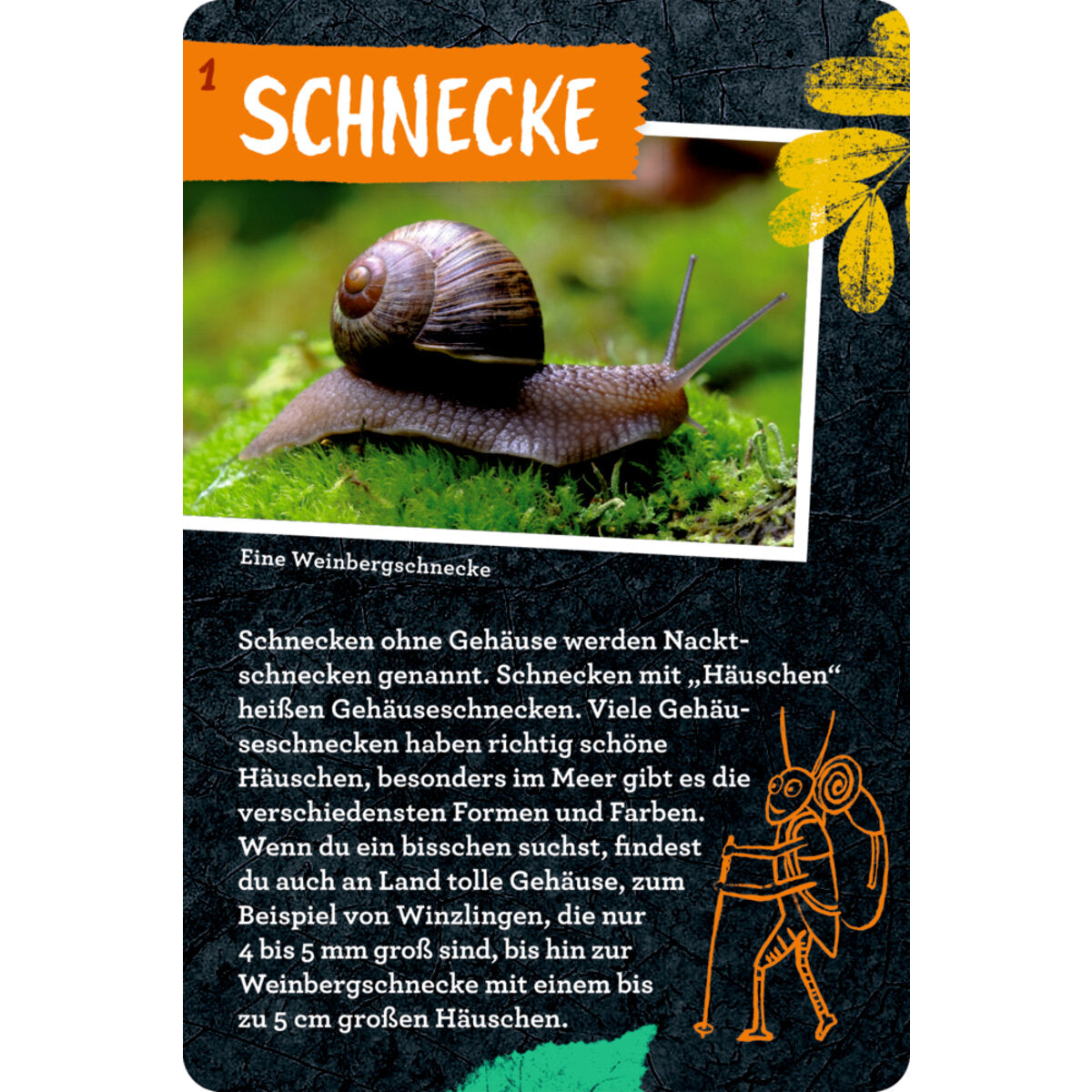 coppenrath-verlag-50-insekten-spinnen-86B682783.jpg