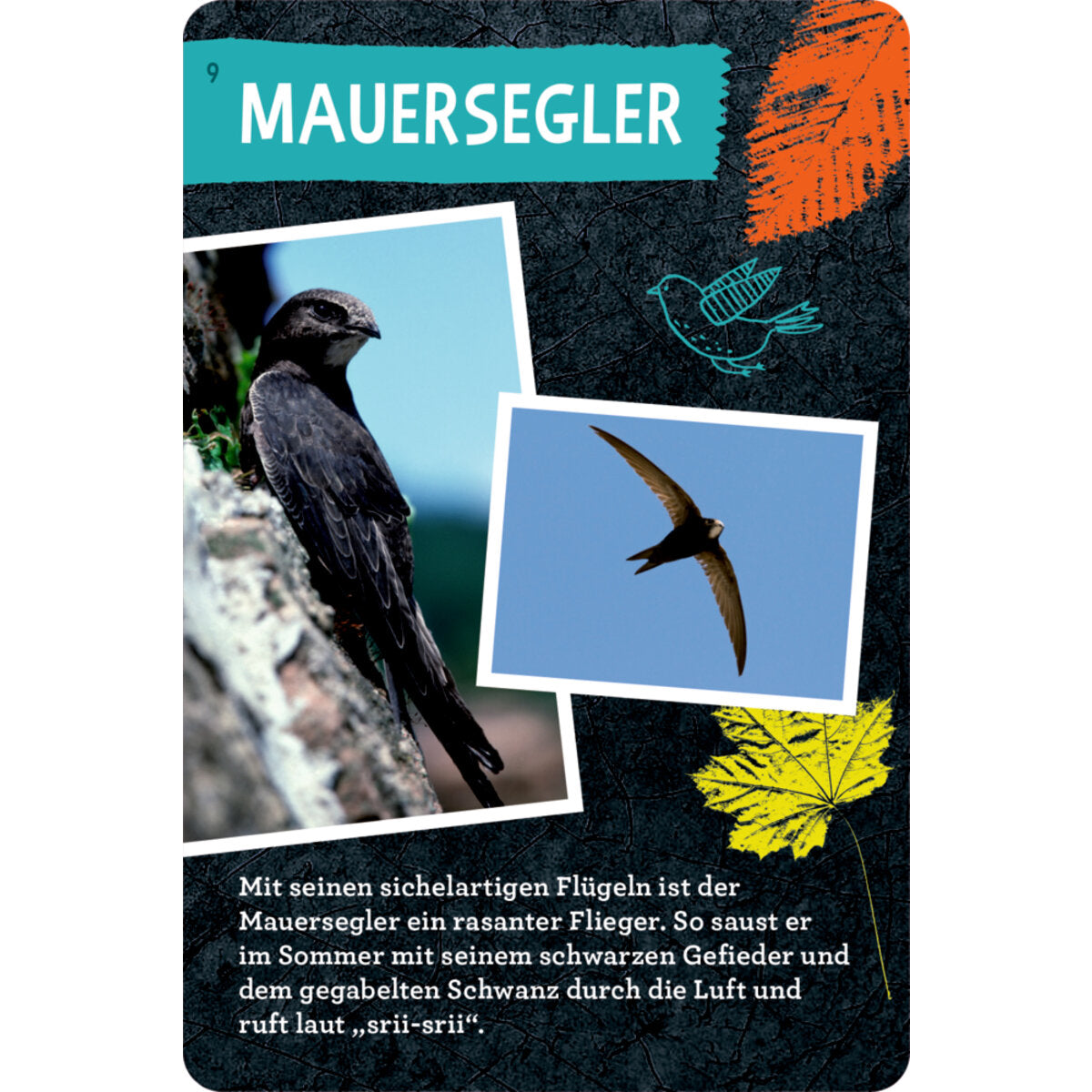 coppenrath-verlag-50-voegel-bestimmen-3DBF03C73.jpg