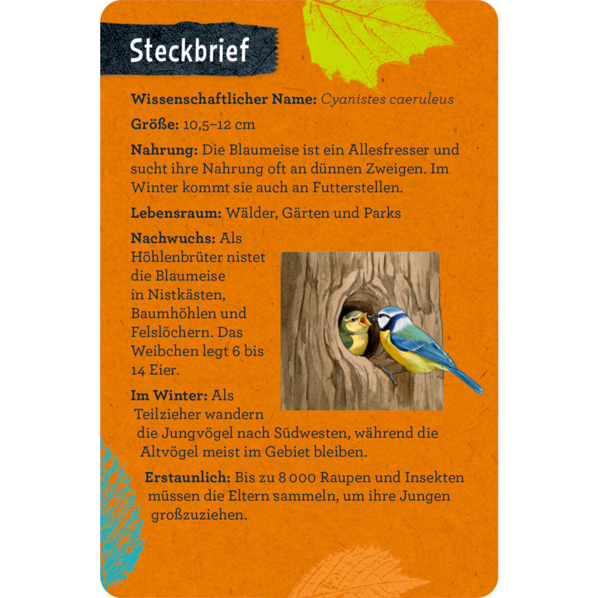 coppenrath-verlag-50-voegel-bestimmen-3DBF03C75.jpg