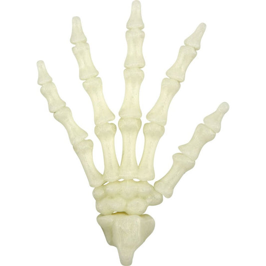 die-spiegelburg-fluoreszierende-skelett-hand-5CB60E371.jpg