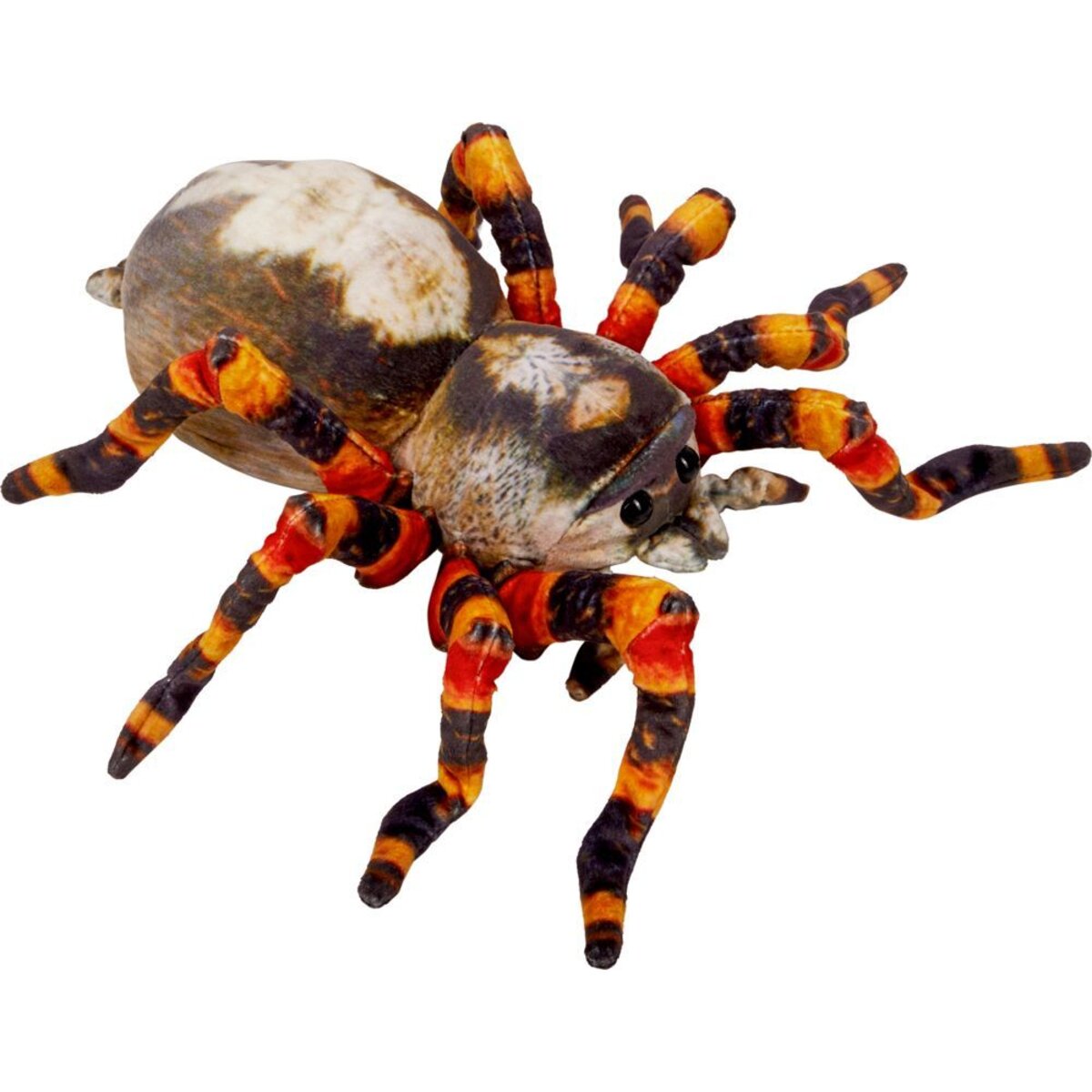 die-spiegelburg-spinne---8EA34E871.jpg