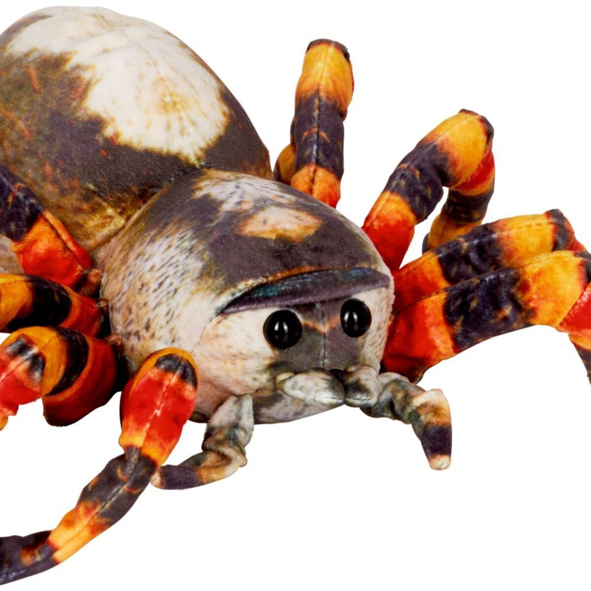 die-spiegelburg-spinne---8EA34E872.jpg