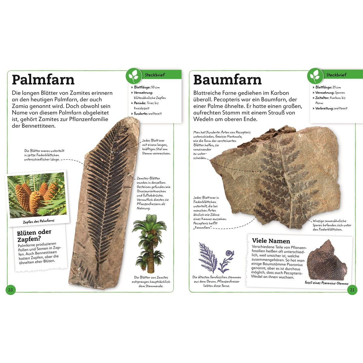 DK Verlag Fossilien