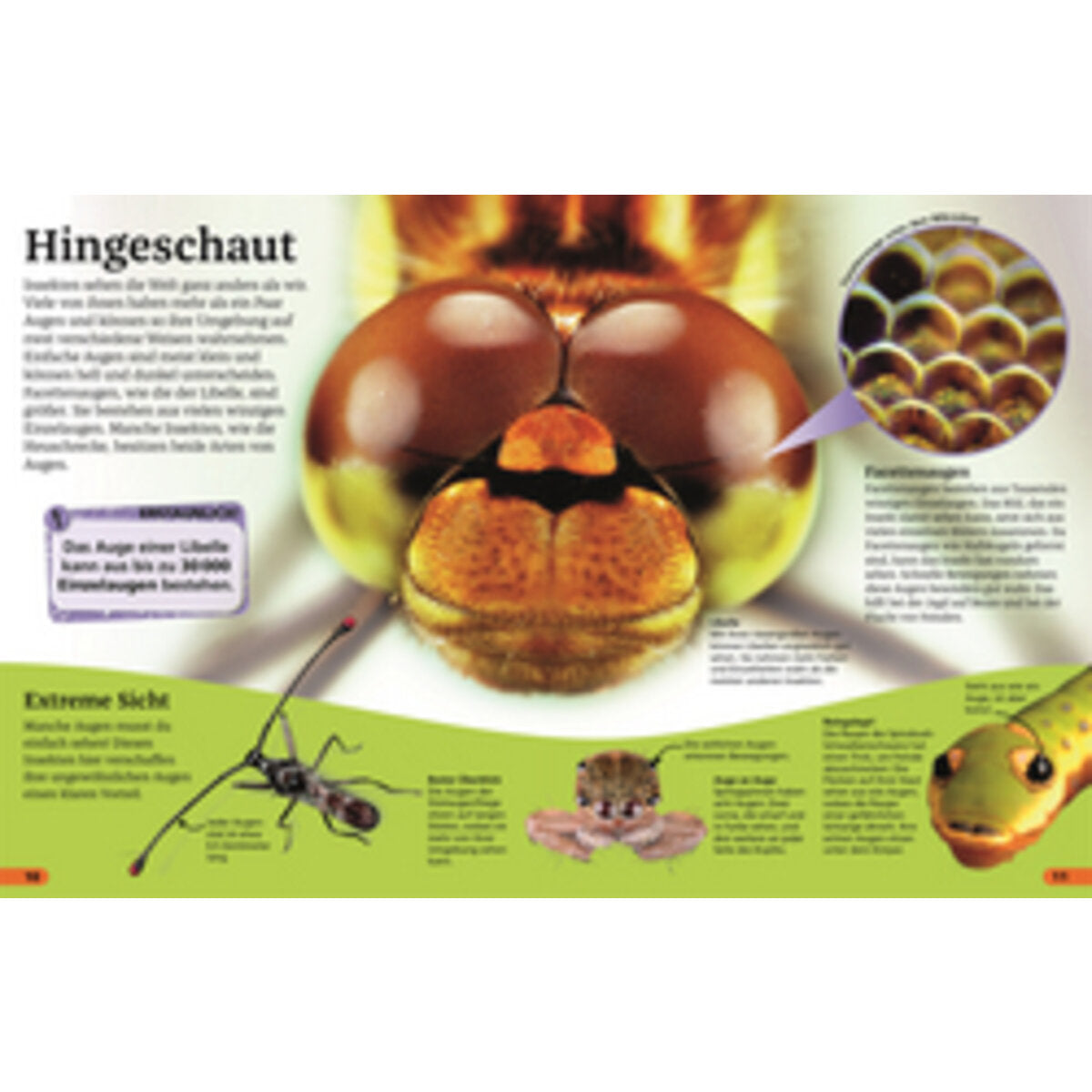 dk-verlag-superchecker-insekten-E2B703D43.jpg