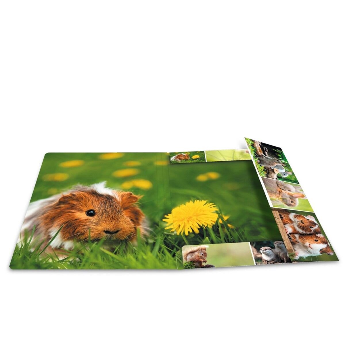 herma-sammelmappen-a4-karton-nagetiere-6001F62B4.jpg