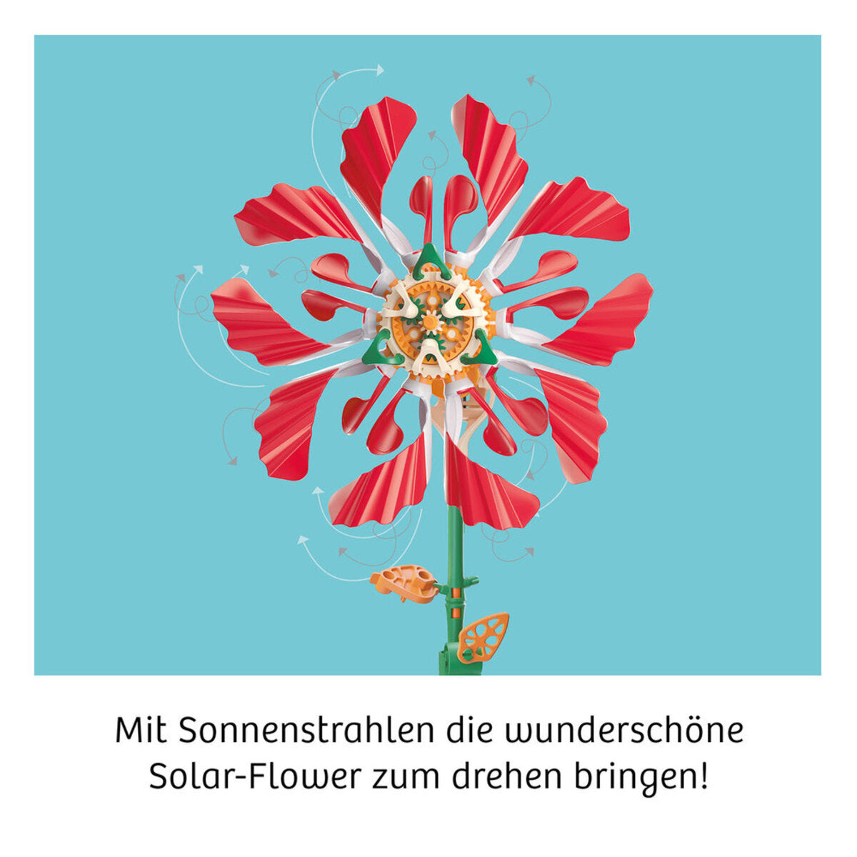 kosmos-solar-flower-7B90BB843.jpg