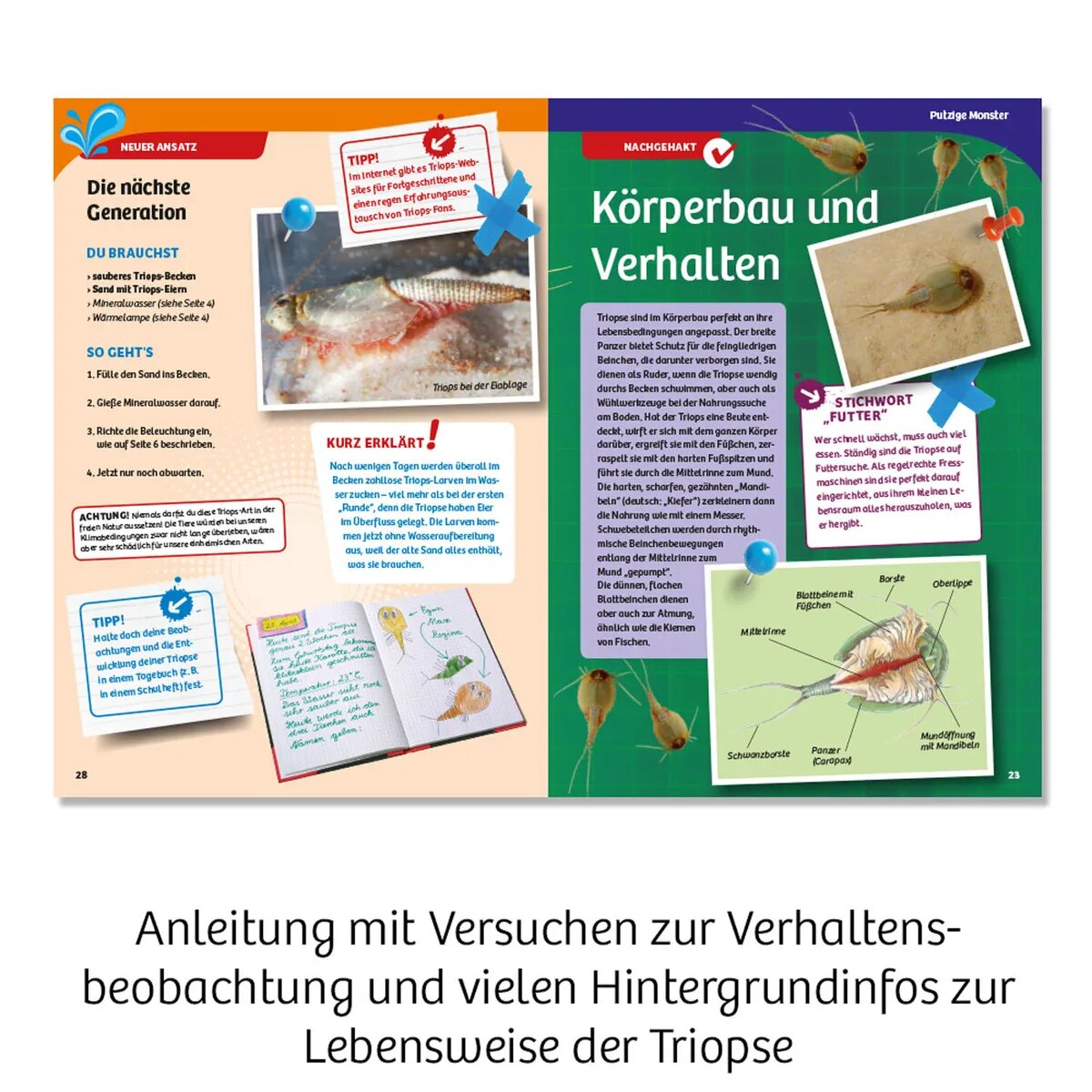 kosmos-triops-welt-leben-aus-A08EA3305.jpg
