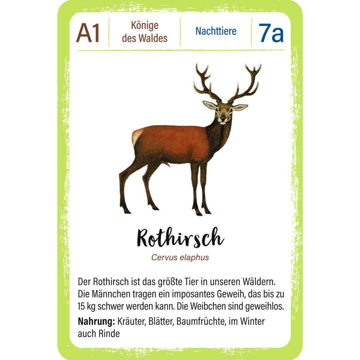 moses-expedition-natur-quartett-waldtiere-DD02E4683.jpg