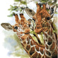 Pracht Diamond Dotz Tall & Tender, ca. 41 x 41 cm groß