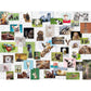 ravensburger-funny-animals-collage-1500-F32F12E02.jpg