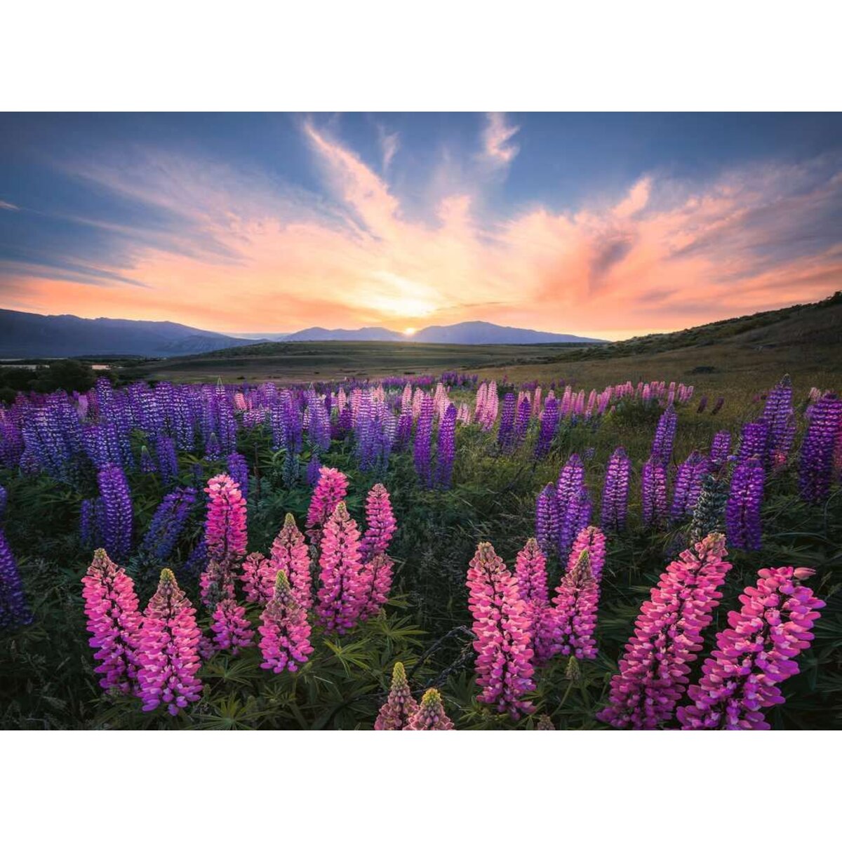 ravensburger-puzzle---lupinen-6EFF01C92.jpg