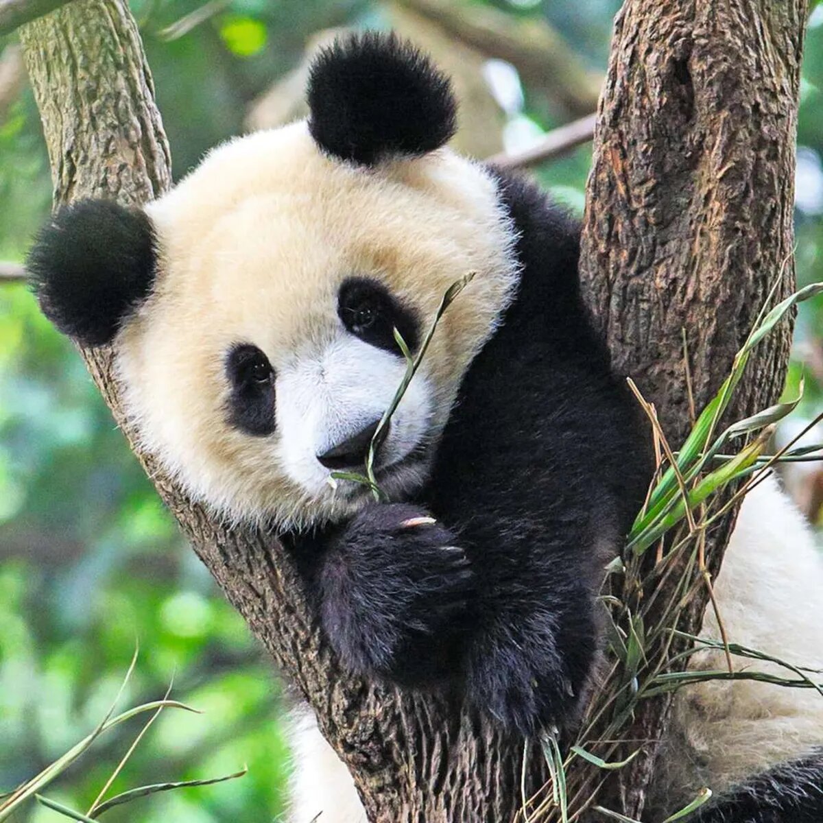 ravensburger-puzzle---panda-07BCE3DB2.jpg