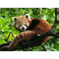 ravensburger-puzzle---suesser-6133D5742.jpg