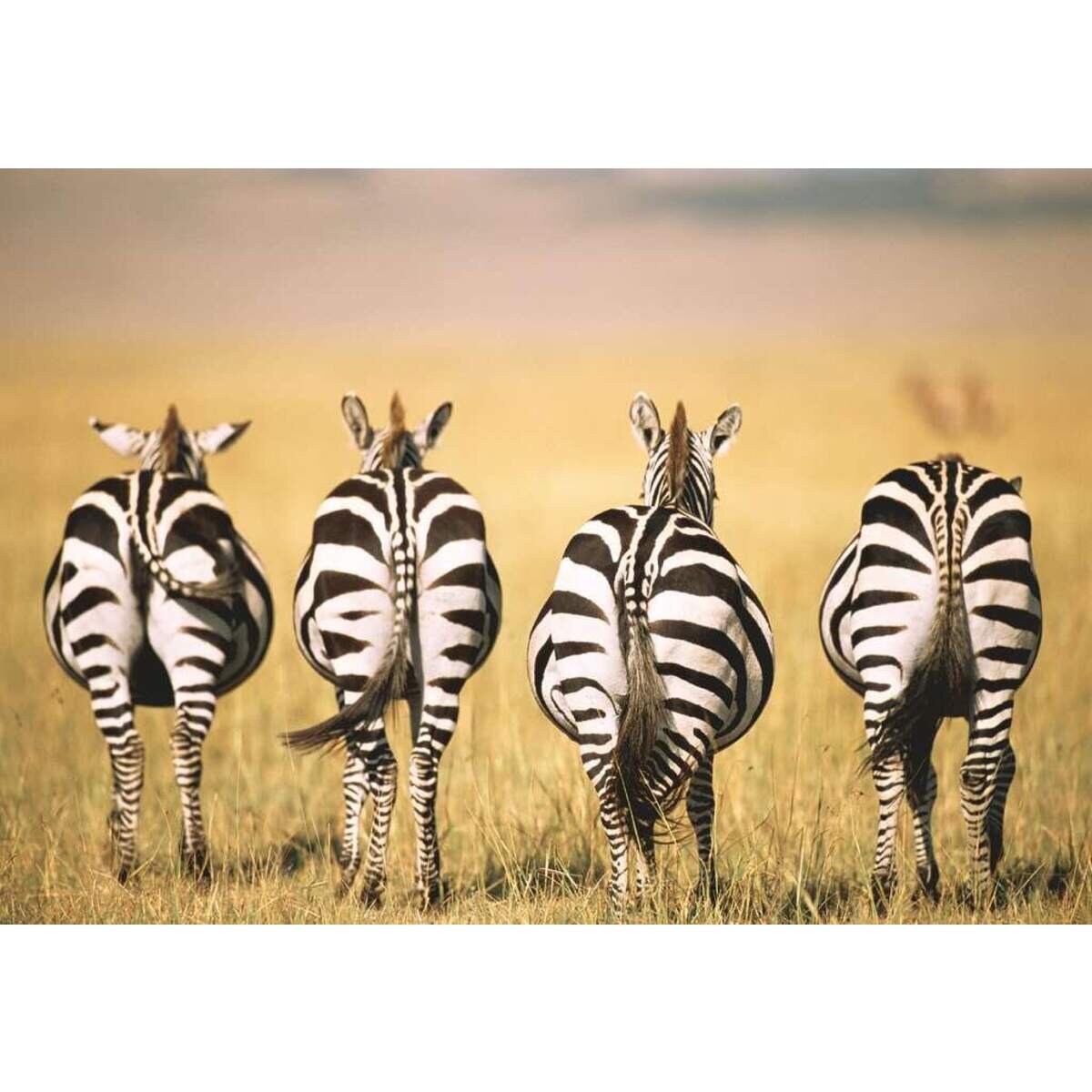 ravensburger-puzzle---zebra-87763BF12.jpg