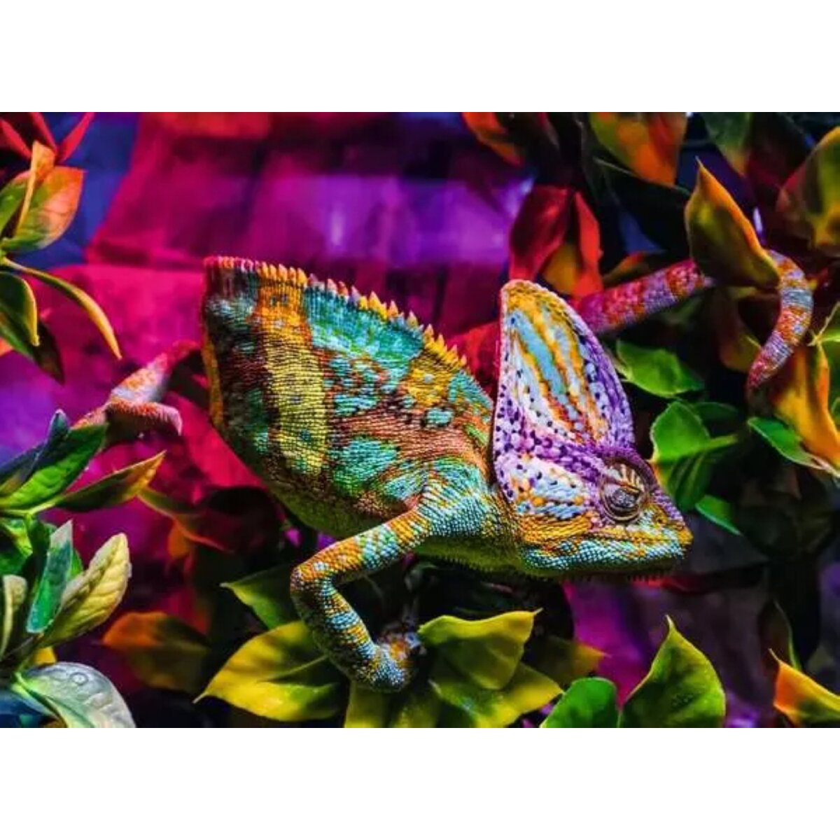 ravensburger-puzzle-500-teile-das-57E6093D2.jpg