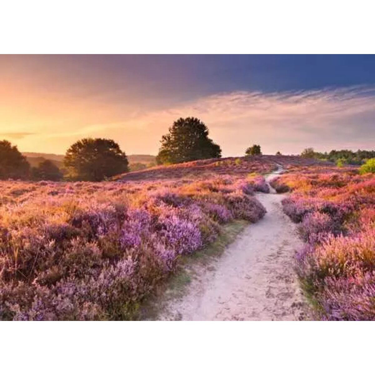 ravensburger-puzzle-traumpfad-in-rosa-EE74538C2.jpg