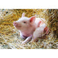 ravensburger-unsere-bauernhoftiere-2-x-59C562442.jpg