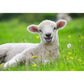 ravensburger-unsere-bauernhoftiere-2-x-59C562443.jpg