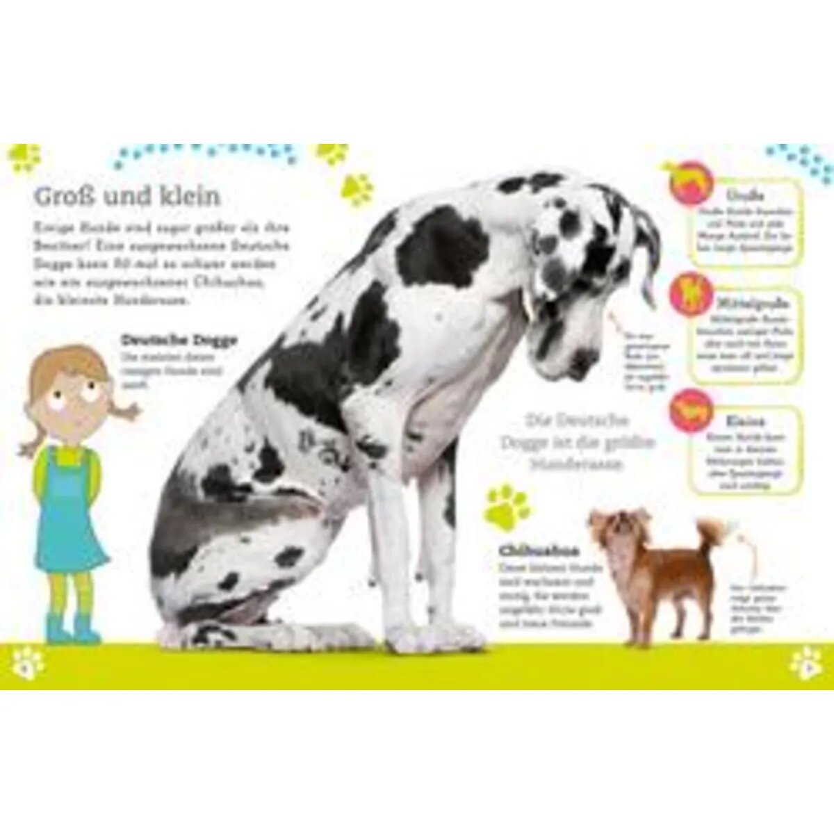 DK Verlag Alles über deinen Hund - So sorgst du für dein Lieblingstier