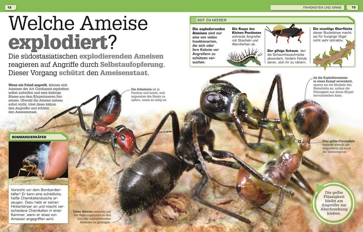 DK Verlag Buch Total verrückte Tiere Geniale Tricks, verblüffende Rekorde, verborgene Talente