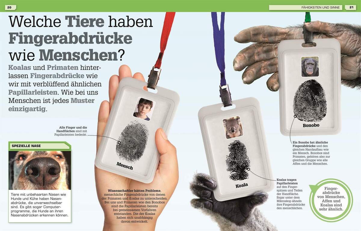 DK Verlag Buch Total verrückte Tiere Geniale Tricks, verblüffende Rekorde, verborgene Talente
